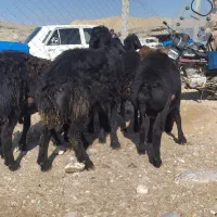 5عدد بره قوچ انتیک نمونه قره قزل