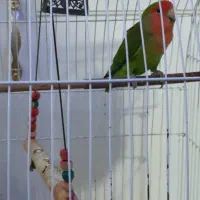 طوطی برزیلی نر و ماده پیروزی بلوار ابوذر|پرنده|تهران, ائمه اطهار|دیوار