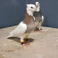 کبوتر . طوقی .