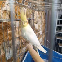 عروس هلندی زعفرانی جفت با قفس کاسکویی