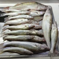 ماهی تازه تازه|ماهی|سراب, |دیوار