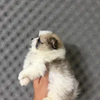 سگ پامرین خرسی و پودل|سگ|اصفهان, آهنگران|دیوار