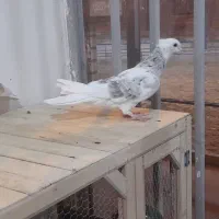 کبوتر شازده هما سرور