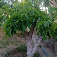 هرکاری وفرم دهی انواع درختان|خدمات باغبانی و درختکاری|مرند, |دیوار