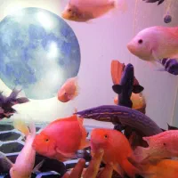 ویجا-تایگر-ایل|ماهی|سنندج, |دیوار