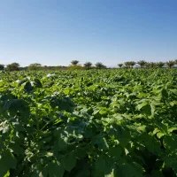 اجاره ۴ هکتار زمین کشاورزی