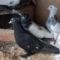 کبوتر|پرنده|بسطام, |دیوار