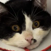 واگذاری گربه نر