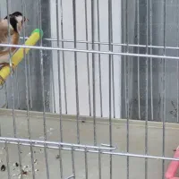 سهره جوجه سال وخاکی|پرنده|جهرم, |دیوار