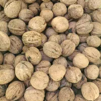 گردوی درجه یک شاهرود (کالپوش )