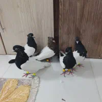 کفتر رنگه سینه سیاه کله سیاه