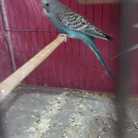 ۳عدد مرغ عشق|پرنده|بروجرد, |دیوار