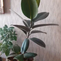 چهار عدد گیاه آپارتمانی در دو گلدان