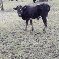 گوساله نردرگ