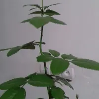 بنسای رز  5ساله نژاد هلندی با کیفیت .|گل و گیاه طبیعی|تهران, بهارستان|دیوار