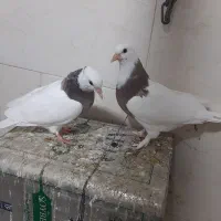 طوقی