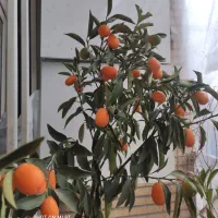 نهال کامکوات(پرتقال ژاپنی)