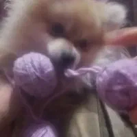 پامرین عروسکی|سگ|پاکدشت, پاکدشت (مامازند)|دیوار