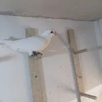 ۳ عدد سفید|پرنده|کشکوئیه, |دیوار