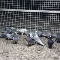 کفتر پلاکی کبوتر المانی|پرنده|رشتخوار, |دیوار