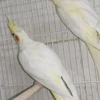 فروش جفت های مولد برزیلی و عروس هلندی|پرنده|شیراز, شیخ علی چوپان|دیوار