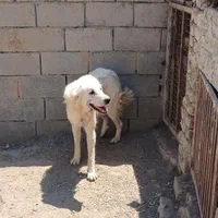 واگذاری سگ ماده ودوتوله