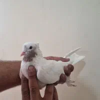 دوجفت کبوترعطیقه زیرخاکی نشون دار