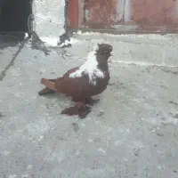 گگلیی قرمزی نشان آلابوغاز نر...گگلیی