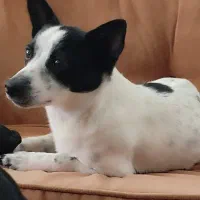 اشپیتز یک ساله