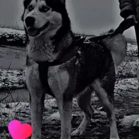 واگذاری هاسکی|سگ|لاهیجان, شهید آوینی|دیوار