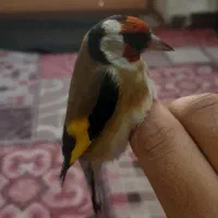 سهره باغی|پرنده|دورود, |دیوار