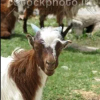 بز پیدا شده