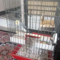 فروش عروس هلندی