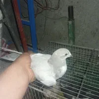 کبوتر ابلق
