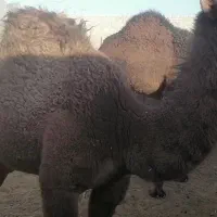 هاشین نر|حیوانات مزرعه|سرایان, |دیوار