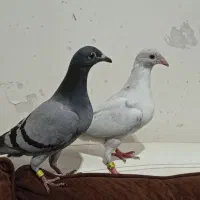 جوجه پلاکی هیچ پر|پرنده|اهواز, منبع اب|دیوار