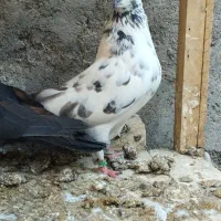 ماده چلچله کاکلی و نر فولادی|پرنده|آران و بیدگل, |دیوار