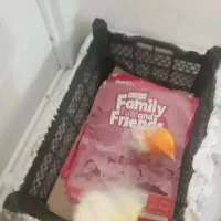 ۲عدد جوجه رنگی دانه ای ۶۵