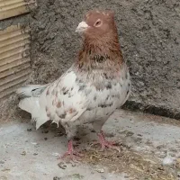 ساعت طرح عروس،