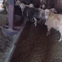 فروش گوسفند گوشتی شیشک|حیوانات مزرعه|سرعین, |دیوار