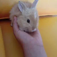 خرگوش نیم لپ