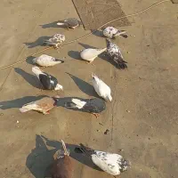 کفتر خال های گل چین شده