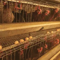 تخم مرغ محلی ، عرضه مستقیم از مرغداری|خوردنی و آشامیدنی|ری, سرتخت|دیوار