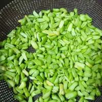 باقالی لوبیاسبز پاک شده