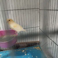 قناری مزایکی نرو ماده جفت نر بخون و فنچ زبرا مولد