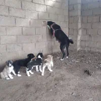 واگزاری توله آلبای ارسال هم دارم فی 2500