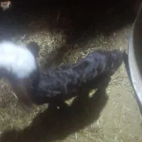 یک راس بره شیری