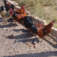 خروس محلی و اردک|حیوانات مزرعه|قزوین, |دیوار