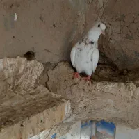 فروش طوقی عقیلی.|پرنده|شوشتر, |دیوار