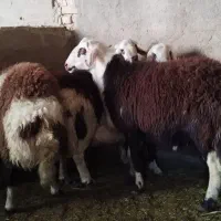 بره قوچ پلنگی